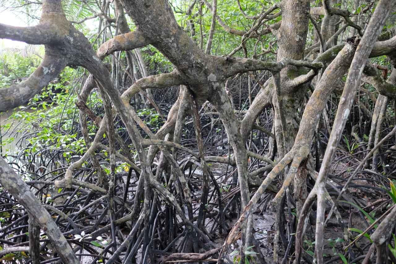 Mangroves-gnarly-2